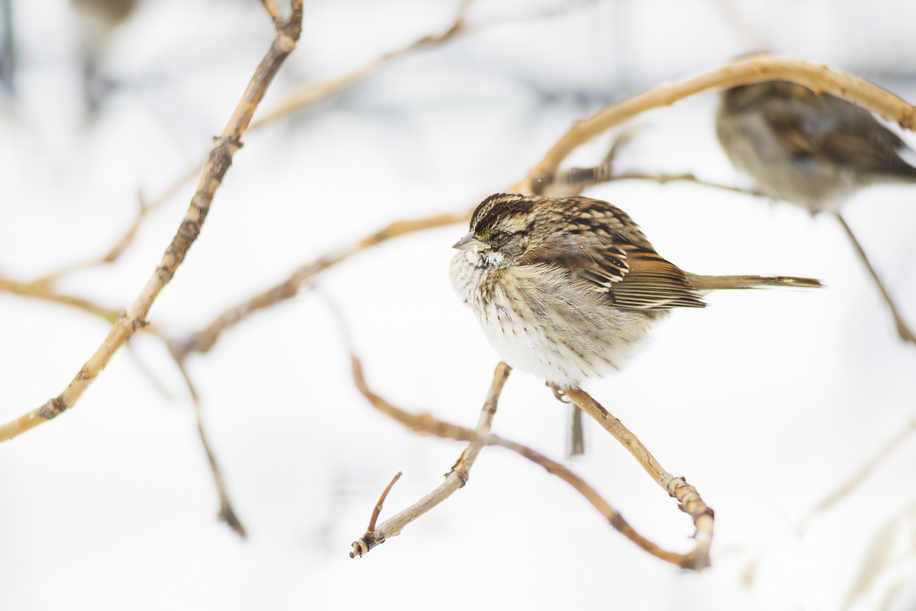White-throated sparrow, Union Square Park, New York, 2014